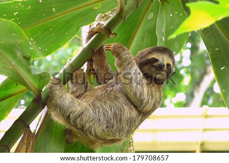 Sloth in Puerto Viejo, Costa Rica  Royalty-Free Stock Photo #179708657