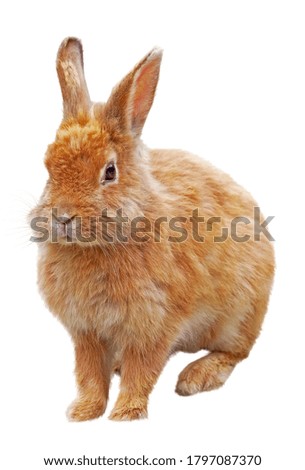 beautiful little rabbit on a white background
