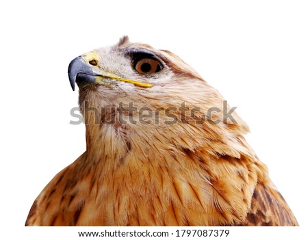 the portrait of big beautiful mountain eagle