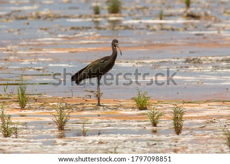 Big blackbird on the swamp. Black bird with long legs on a salt lake. glossy ibis