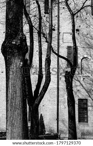 Whimsical shade of trees in the courtyard of the Duke of Gonzaga's palace in Mantua in black and white.