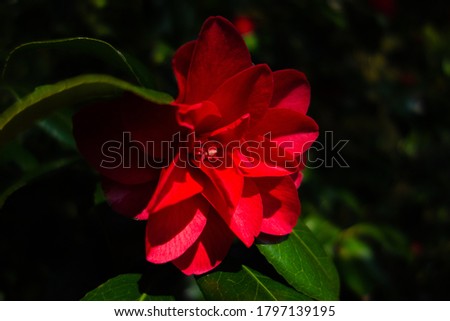 dark red magnolia flower full opened on a background of lush green leaves