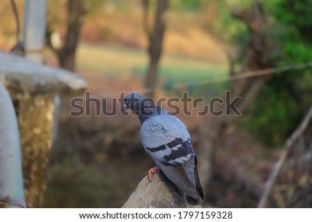A beautiful pigeon sitting on a cliff standing on a well