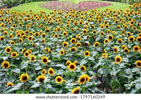 
Landscape of sunflower field and heart-shaped flower field in summer park in Japan