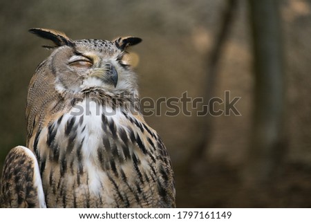 Bubo Bubo owl potrait in nature