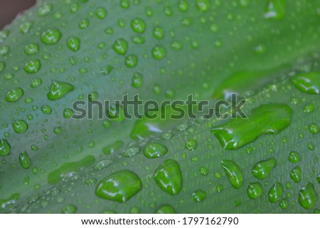Close-ups, leaves and raindrops in nature.