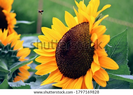 Close up of sunflower field and bees in summer park in Japan