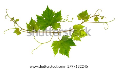 Small fresh branch of grape vine on white background Royalty-Free Stock Photo #1797182245