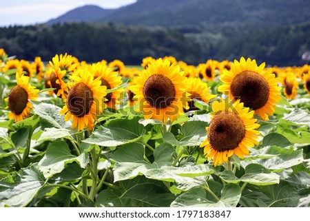 Close up of sunflower field in summer park in Japan