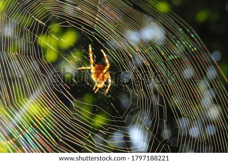 A macro photo of a spider in the center of the spider web.