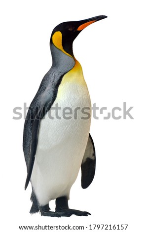 King Penguin (Aptenodytes patagonicus) isolated on white background. At one time, these birds were exploited commercially for their blubber, oil, meat, and feathers. Today, they are fully protected. 