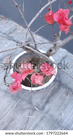 pink bougainville flowers in pot with no leaves 
