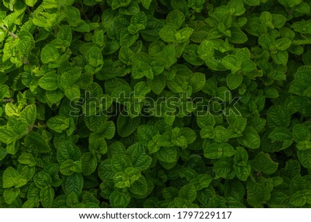 Organic  fresh  green  leaves  mint  background