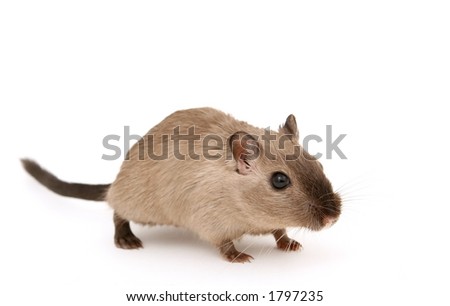 Cute young male rodent isolated on white, macro closeup, close-up with copy space