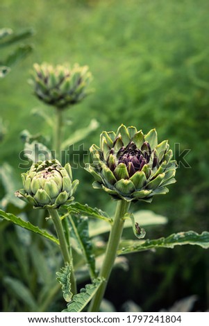 Close Up of Purple Globe Artichokes WIth Soft Focus Background For Copy Space