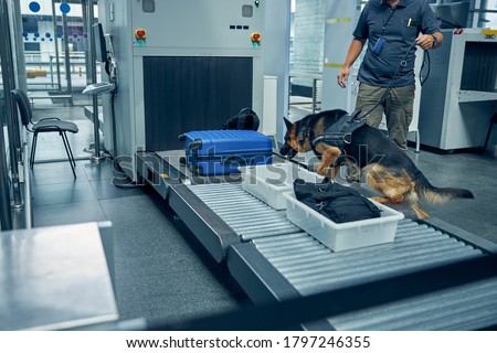 Male security worker and German Shepherd dog checking travel suitcase while searching for drugs or other illegal items Royalty-Free Stock Photo #1797246355