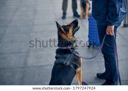 Close up of drug detection dog looking at male inspector in airport Royalty-Free Stock Photo #1797247924