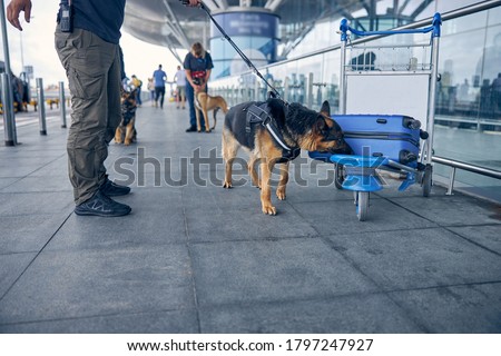 Airport security worker and German Shepherd dog searching for drugs in travel suitcase Royalty-Free Stock Photo #1797247927