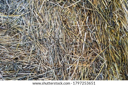 Dry Golden and grey straw texture for the background.