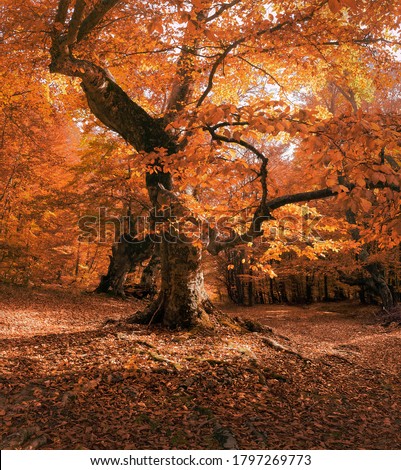 Beech tree in autumn forest. Fall foliage. Vertical layout  for travel stories