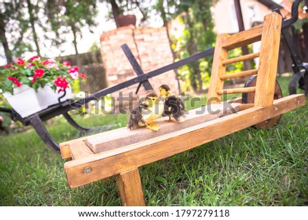 Little ducklings on a wooden cart in the yard
