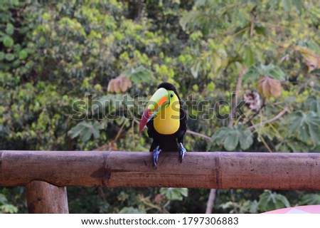 Wild Toucan arrived during breakfast in the Tropical Rainforest of Colombia