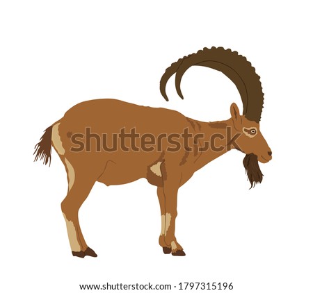 Goat ibex vector illustration isolated on white background. Mountain wildlife animal. Royalty-Free Stock Photo #1797315196