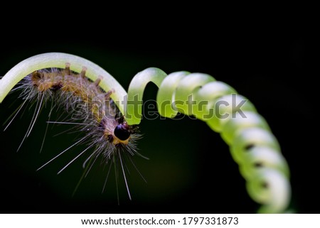 Insects on natural background.Caterpillars on black background.