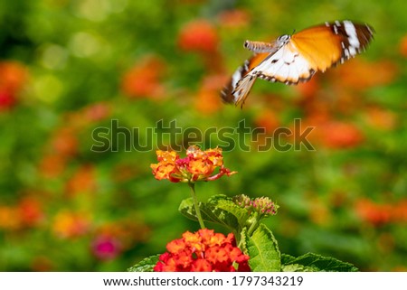 Plain Tiger butterfly flying from the flowers.