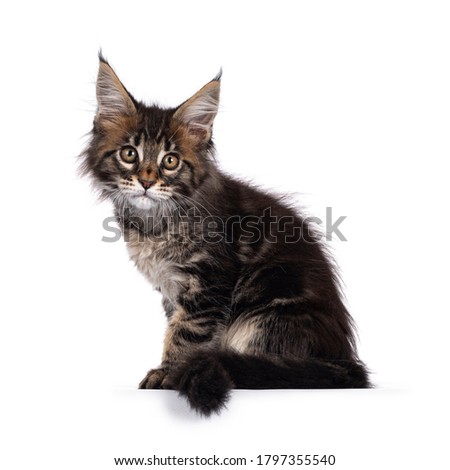 Adorable classic black tabby Maine Coon cat kitten, sitting side ways on edge. Cute crown on nose.  Looking at camera with golden eyes. Isolated on white background.