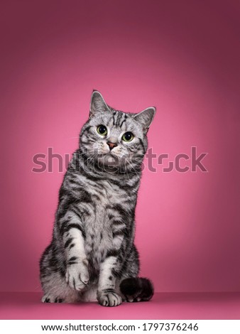 Handsome black silver blotched British Shorthair cat, sitting up   facing front. Looking curious towards camera with green eyes. Isolated on pink background. One paw playful in air.