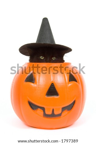 A black cat with a witch hat on peeks out of a plastic jack o lantern
