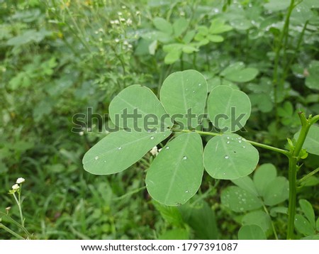 Close up of Sicklepod leaves with blurred natural green background. Selective focus 