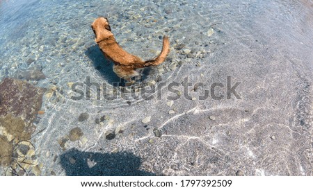 
The dog goes into the sea to cool off