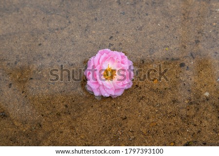 Solitary pink miniature rose seen floating on a waterlogged patio after heavy thunderstorms and rain.