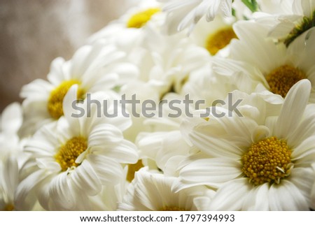 carpet of daisy flowers or part of flower bunch in day light.
