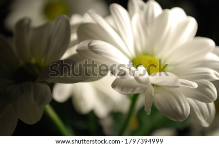 Night image of hard illuminated daisy flower in close up.