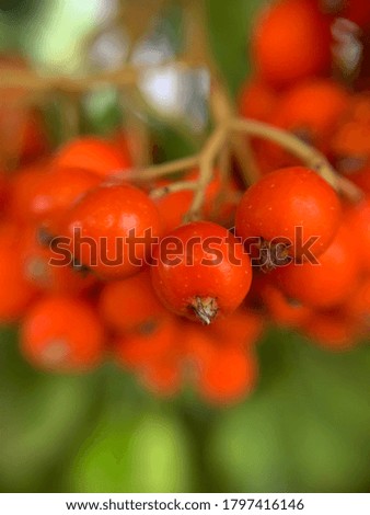 Macro photo of ash berry. Bright orange  fruits of summer. Colours of summer nature.