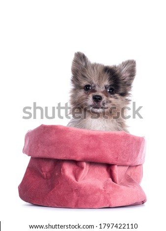 Very cute blue merle mixed breed Pomerian / Boomer puppy, sitting in pink velvet bag. Looking towards camera with shiny dark eyes. Isolated on white background.