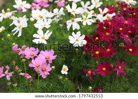 Cosmos (cosmos bipinnatus, mexican aster) flowers blooming in the garden. Pink, white and red garden cosmos flowers Royalty-Free Stock Photo #1797432553