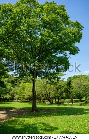 Fresh green and blue sky in the park 