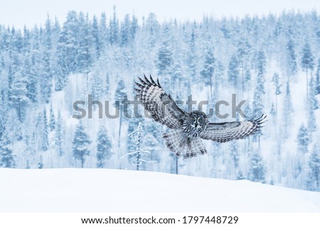 A large and graceful bird of prey Great Grey Owl, Strix nebulosa flying over wintery taiga landscape near Kuusamo in Northern Finland.