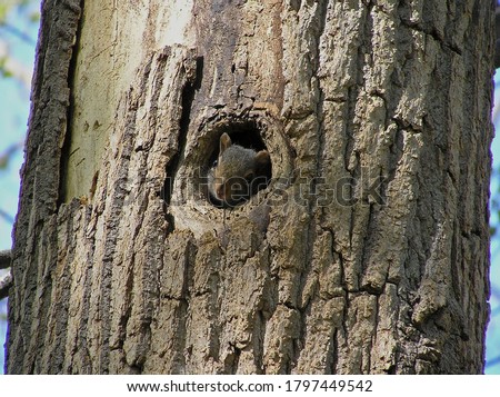 Squirrel peeking out from his home in an oak tree