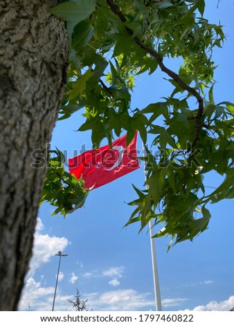 turkish flag between leafs in windy weather