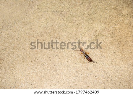 insect forficula auricularia crawls on yellow sand