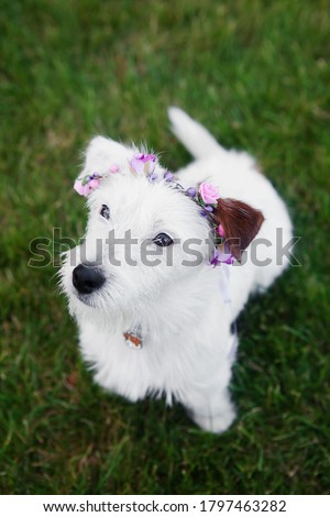 Cute Dog Jack Russell Terrier Broken in flower wreath sits on grass on green grass background. Copy space