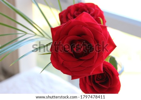 Closeup macro shot of 3 red roses in bloom with leaves. Blurred background.