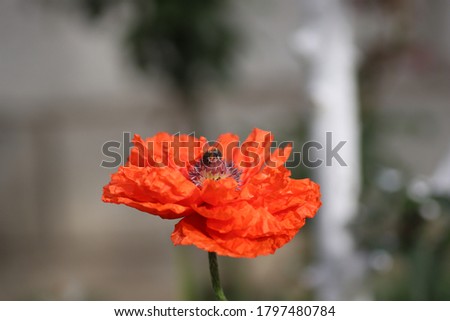 wasps fly in summer over fluffy red wavy poppy on summer day
