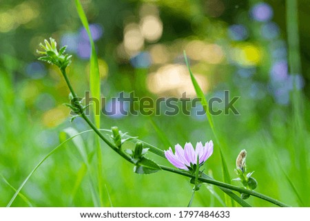 soft focus macro nature picture of flower in grass green floral environment space and unfocused blurred bokeh background view