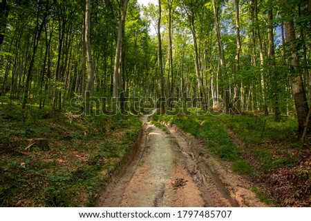 vivid colors south summer forest landscape scenic view dirt road in green outdoor natural environment space 